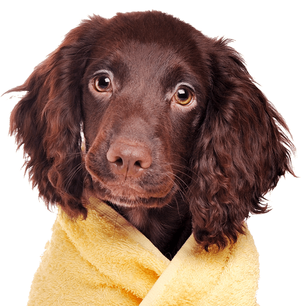 Hundesalon Napoleon, Pet Grooming salon Schaffhausen Background Image for Mobile